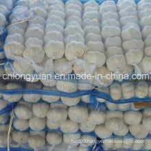 Fresh Normal White Garlic with Mesh Bag